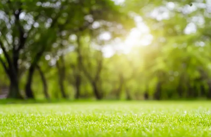 natural grass field lawn background with tree park outdoor back yard blurred bokeh and sun